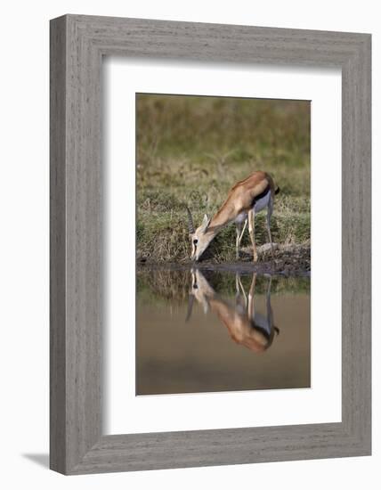 Thomson's Gazelle (Gazella Thomsonii) Buck Drinking with Reflection-James Hager-Framed Photographic Print