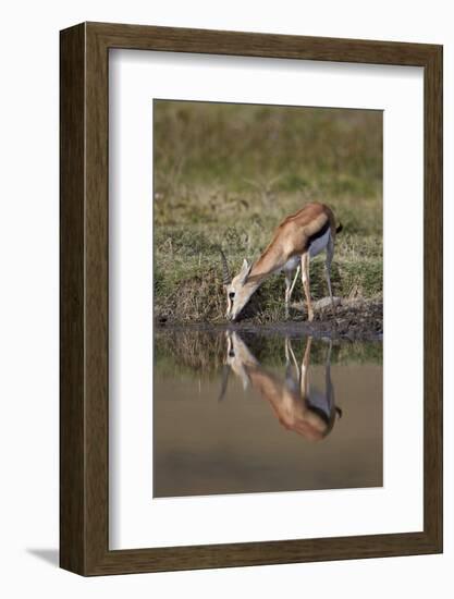 Thomson's Gazelle (Gazella Thomsonii) Buck Drinking with Reflection-James Hager-Framed Photographic Print