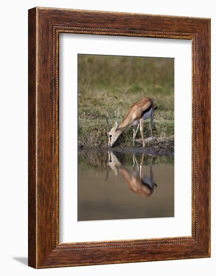 Thomson's Gazelle (Gazella Thomsonii) Buck Drinking with Reflection-James Hager-Framed Photographic Print