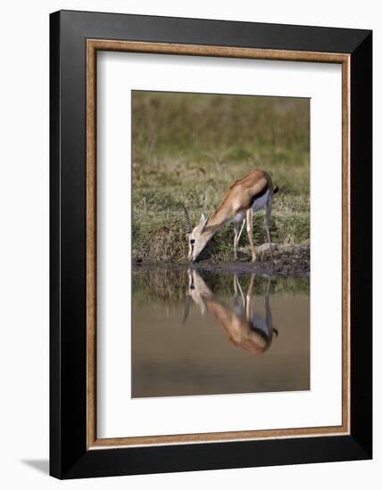 Thomson's Gazelle (Gazella Thomsonii) Buck Drinking with Reflection-James Hager-Framed Photographic Print