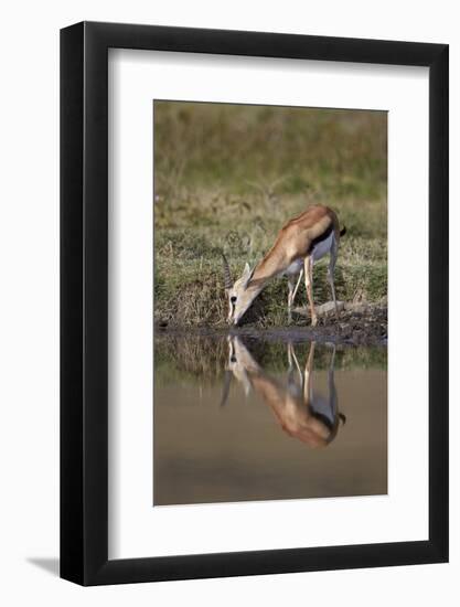 Thomson's Gazelle (Gazella Thomsonii) Buck Drinking with Reflection-James Hager-Framed Photographic Print