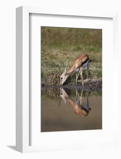 Thomson's Gazelle (Gazella Thomsonii) Buck Drinking with Reflection-James Hager-Framed Photographic Print