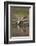 Thomson's Gazelle (Gazella Thomsonii) Buck Drinking with Reflection-James Hager-Framed Photographic Print