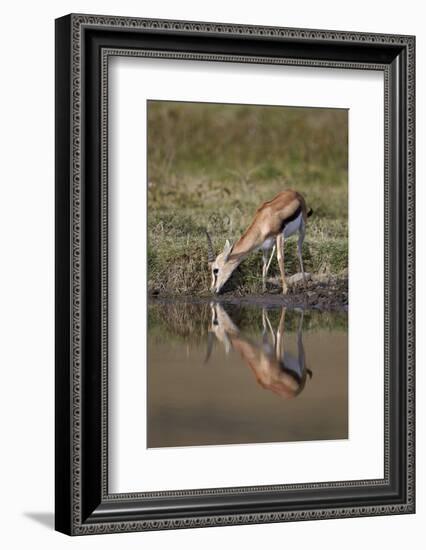 Thomson's Gazelle (Gazella Thomsonii) Buck Drinking with Reflection-James Hager-Framed Photographic Print