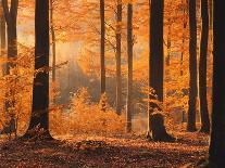 Maple Tree, Autumn-Thonig-Photographic Print