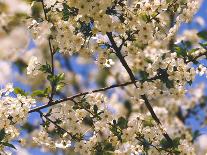 Cherry Tree, Branches, Blooms, Close-Up-Thonig-Photographic Print