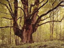 Beech Forest, Autumn-Thonig-Photographic Print