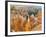 Thor's Hammer, Hoodoo, Bryce Canyon National Park, Utah, USA-Tom Norring-Framed Photographic Print