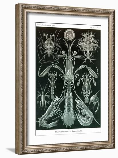 Thoracostraca, Crustaceans,-Ernst Haeckel-Framed Art Print