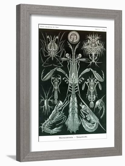 Thoracostraca, Crustaceans,-Ernst Haeckel-Framed Art Print