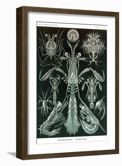 Thoracostraca, Crustaceans,-Ernst Haeckel-Framed Art Print