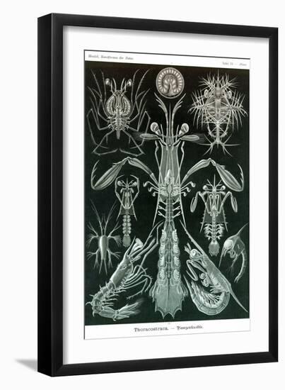 Thoracostraca, Crustaceans,-Ernst Haeckel-Framed Art Print