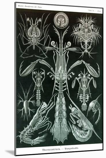 Thoracostraca, Crustaceans,-Ernst Haeckel-Mounted Art Print