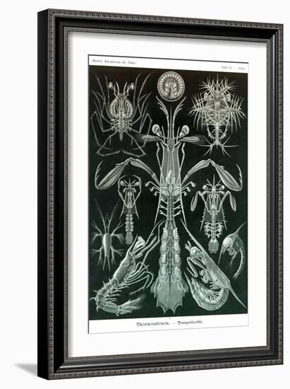 Thoracostraca, Crustaceans,-Ernst Haeckel-Framed Art Print