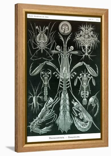 Thoracostraca, Crustaceans,-Ernst Haeckel-Framed Stretched Canvas