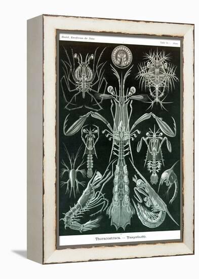 Thoracostraca, Crustaceans,-Ernst Haeckel-Framed Stretched Canvas