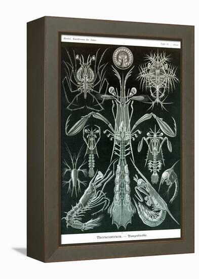 Thoracostraca, Crustaceans,-Ernst Haeckel-Framed Stretched Canvas