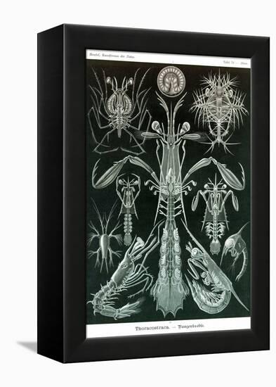 Thoracostraca, Crustaceans,-Ernst Haeckel-Framed Stretched Canvas