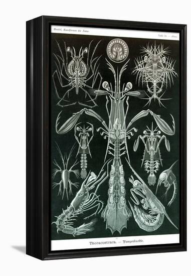 Thoracostraca, Crustaceans,-Ernst Haeckel-Framed Stretched Canvas