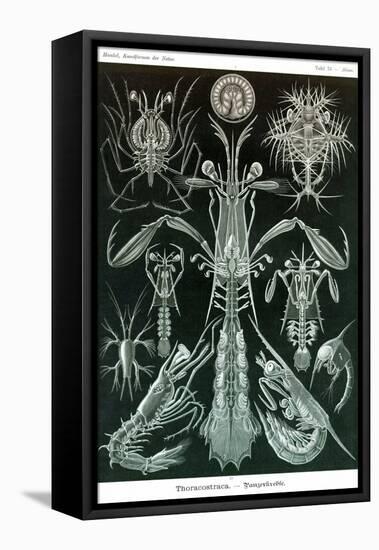 Thoracostraca, Crustaceans,-Ernst Haeckel-Framed Stretched Canvas