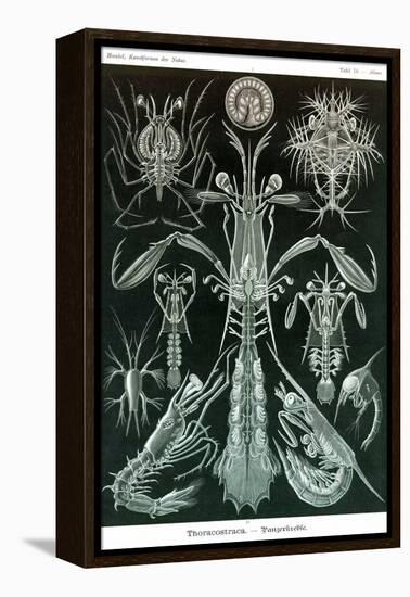 Thoracostraca, Crustaceans,-Ernst Haeckel-Framed Stretched Canvas