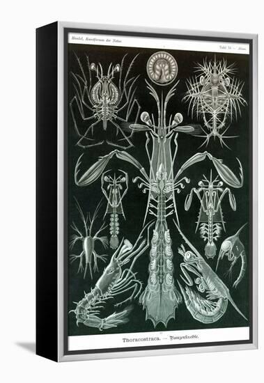 Thoracostraca, Crustaceans,-Ernst Haeckel-Framed Stretched Canvas