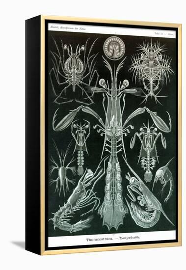 Thoracostraca, Crustaceans,-Ernst Haeckel-Framed Stretched Canvas