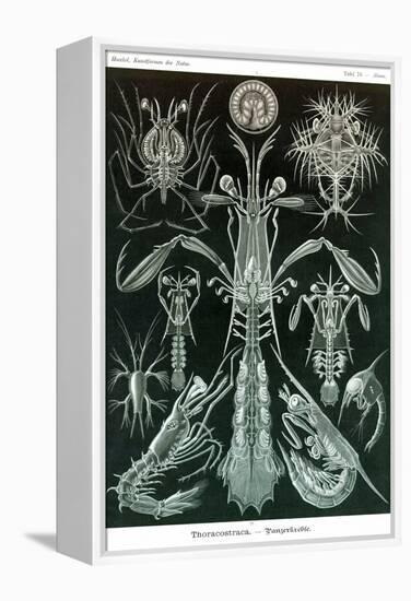 Thoracostraca, Crustaceans,-Ernst Haeckel-Framed Stretched Canvas