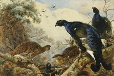 Blackgame-Thorburn Archibald-Giclee Print