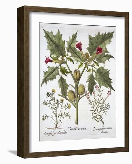Thorn Apple, Germander and Purple Toadflax, from 'Hortus Eystettensis', by Basil Besler (1561-1629)-German School-Framed Giclee Print
