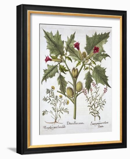 Thorn Apple, Germander and Purple Toadflax, from 'Hortus Eystettensis', by Basil Besler (1561-1629)-German School-Framed Giclee Print