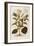Thorn Apple or Jimson Weed - Datura Stramonium (Stramonia) by Leonhart Fuchs from De Historia Stirp-null-Framed Giclee Print