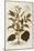 Thorn Apple or Jimson Weed - Datura Stramonium (Stramonia) by Leonhart Fuchs from De Historia Stirp-null-Mounted Giclee Print