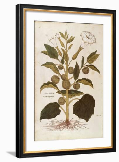 Thorn Apple or Jimson Weed - Datura Stramonium (Stramonia) by Leonhart Fuchs from De Historia Stirp-null-Framed Giclee Print