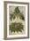 Thornapple; Datura Stramonium and Mandrake; Mandragora Autumnalis. from 'Camerarius Florilegium'-Joachim Camerarius-Framed Giclee Print