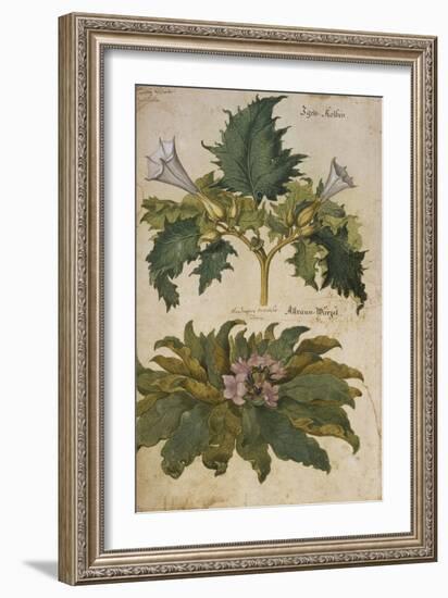 Thornapple; Datura Stramonium and Mandrake; Mandragora Autumnalis. from 'Camerarius Florilegium'-Joachim Camerarius-Framed Giclee Print