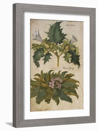 Thornapple; Datura Stramonium and Mandrake; Mandragora Autumnalis. from 'Camerarius Florilegium'-Joachim Camerarius-Framed Giclee Print