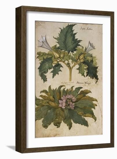 Thornapple; Datura Stramonium and Mandrake; Mandragora Autumnalis. from 'Camerarius Florilegium'-Joachim Camerarius-Framed Giclee Print