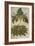 Thornapple; Datura Stramonium and Mandrake; Mandragora Autumnalis. from 'Camerarius Florilegium'-Joachim Camerarius-Framed Giclee Print
