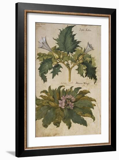 Thornapple; Datura Stramonium and Mandrake; Mandragora Autumnalis. from 'Camerarius Florilegium'-Joachim Camerarius-Framed Giclee Print