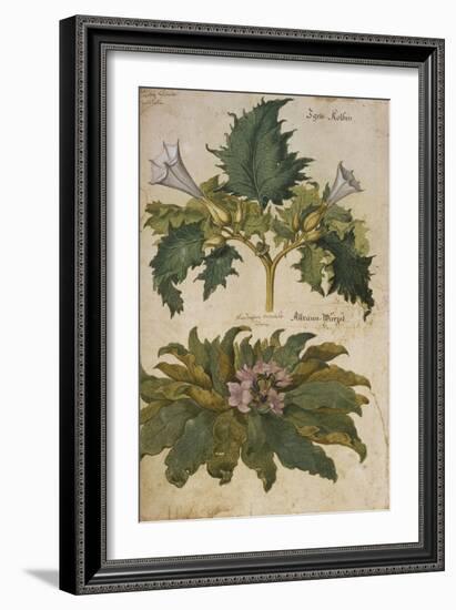 Thornapple; Datura Stramonium and Mandrake; Mandragora Autumnalis. from 'Camerarius Florilegium'-Joachim Camerarius-Framed Giclee Print