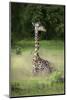 Thornicroft's Giraffe (Giraffa Camelopardalis Thornicrofti)-Janette Hill-Mounted Photographic Print