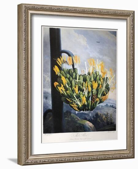 Thornton: Aloe-Caldwall-Framed Giclee Print