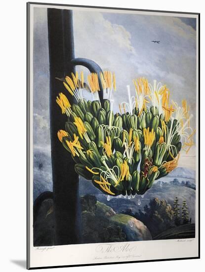 Thornton: Aloe-Caldwall-Mounted Giclee Print