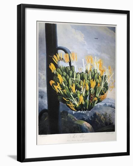 Thornton: Aloe-Caldwall-Framed Giclee Print