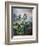 Thornton: Auriculas-Richard Earlom-Framed Giclee Print