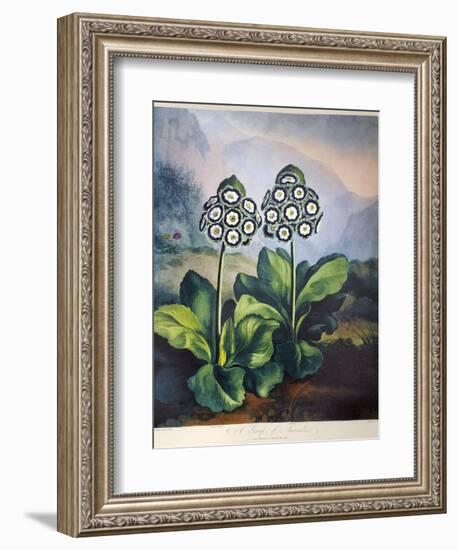 Thornton: Auriculas-Richard Earlom-Framed Giclee Print