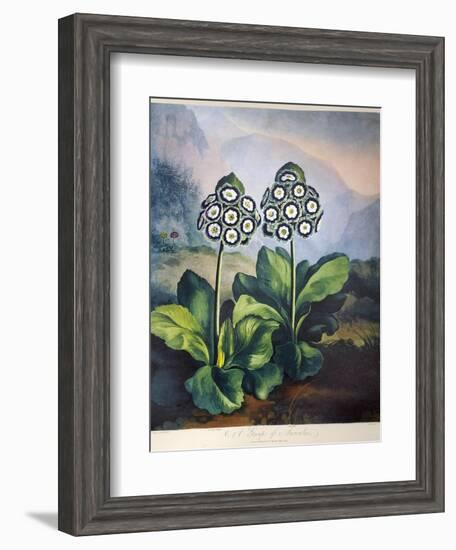 Thornton: Auriculas-Richard Earlom-Framed Giclee Print