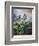 Thornton: Auriculas-Richard Earlom-Framed Giclee Print