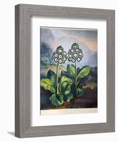 Thornton: Auriculas-Richard Earlom-Framed Giclee Print